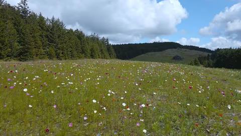 Snowshoe Mountain Pollinator Garden