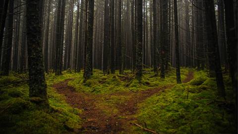backcountry riding at Snowshoe Mountain