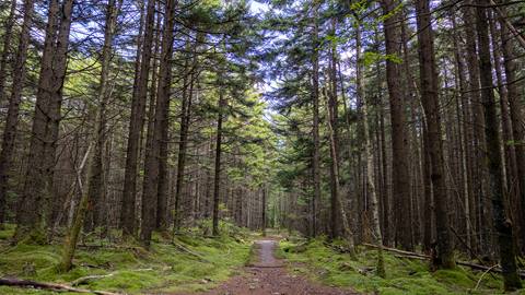 Monongahela National Forest | Snowshoe Mountain West Virginia
