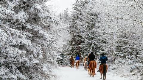 Horseback riding